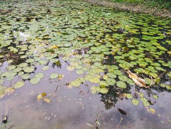High angle view of leaves floating on water