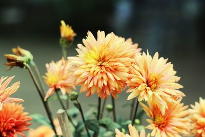 Close-up of orange flowering plant