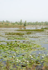 Water lily in lake against clear sky