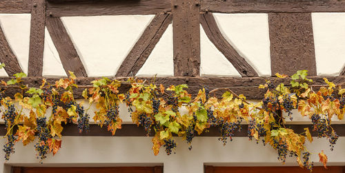 Low angle view of ivy growing on plant during autumn