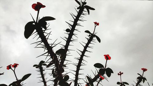 Low angle view of poppy against sky