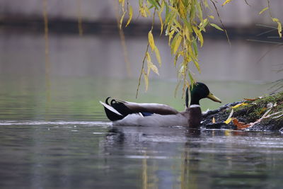 View of ducks swimming in lake