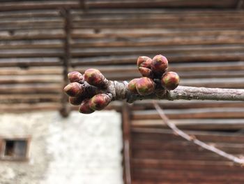 Close-up of berries on wood