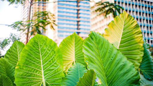 Close-up of leaves on plant against building