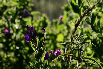 Close-up of butterfly pollinating on purple flower