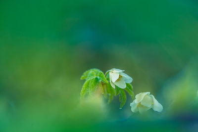 Beautiful white wood anemone flowers on a forest ground. shallow depth of field. 