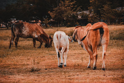 Horses standing in a field