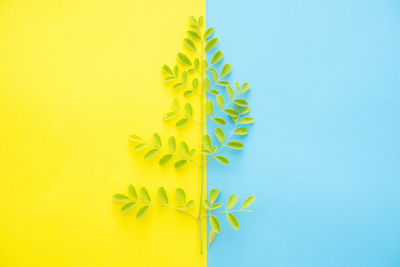Close-up of plant against yellow background