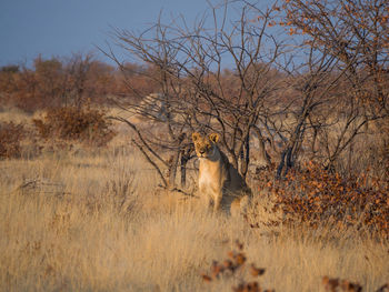 Female lion sitting in high grass under bush, etosha national park, namibia