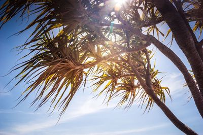 Low angle view of palm tree against sky