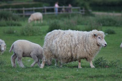 Sheep in a field