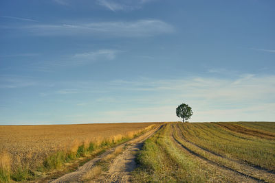 A sunny, august rural landscape with a sandy road leading to a lonely tree among the fields.