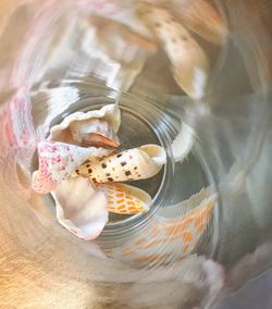 High angle view of dessert in water