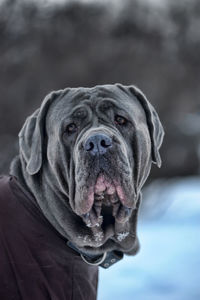 Close-up portrait of a dog