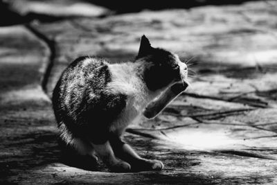 Close-up of a cat looking away