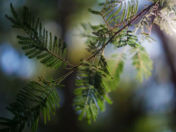 Low angle view of leaves on tree