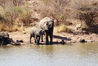 View of elephant drinking water in lake