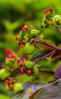 Close-up of berries growing on plant