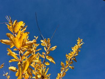 Low angle view of yellow flowers against clear blue sky