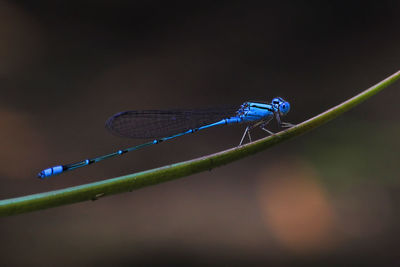 Close-up of damselfly on leaf