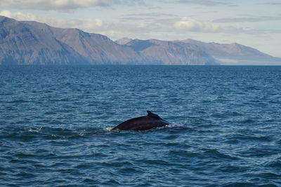 Fin of killer whale in sea landscape photo