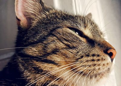 Close-up of cat with eyes closed