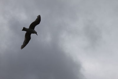 Low angle view of seagull flying in sky