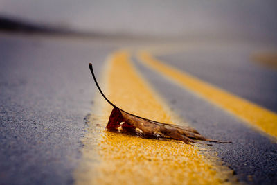 Close-up of dry leaf on street