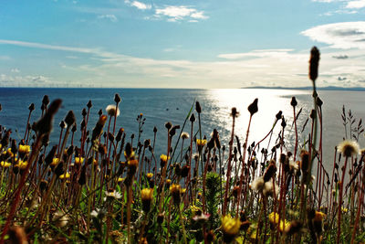 Wild flowers over a glistening sea