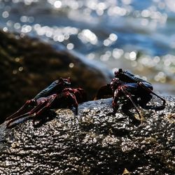 Close-up of insect on rock