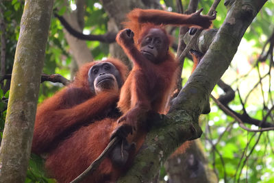 Monkeys in a tree