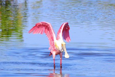 Bird flying over lake