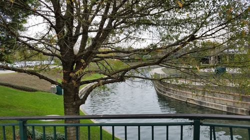 Tree by river against trees