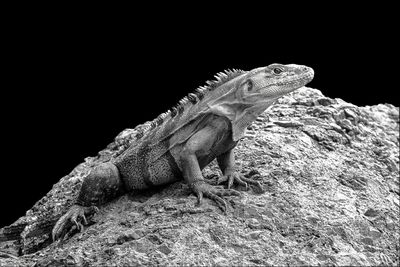 Close-up of lizard on rock against black background