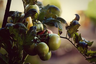 Close-up of tomatoes growing in vegetable garden