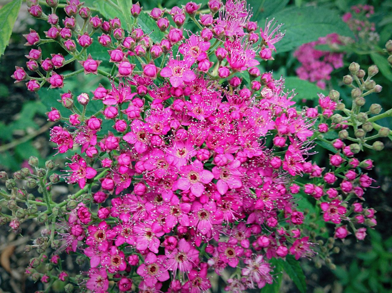 flower, freshness, fragility, growth, petal, beauty in nature, pink color, blooming, nature, flower head, plant, close-up, in bloom, focus on foreground, high angle view, park - man made space, outdoors, day, blossom, no people