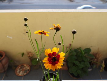 Close-up of flowers on table