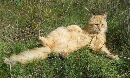 High angle view of cat on grass