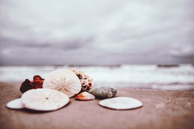 Seashells on shore at beach