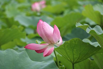 Close-up of pink flower