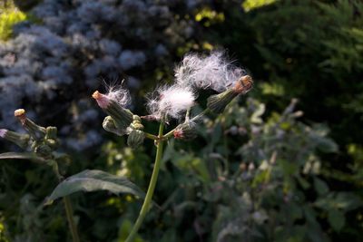 Close-up of thistle