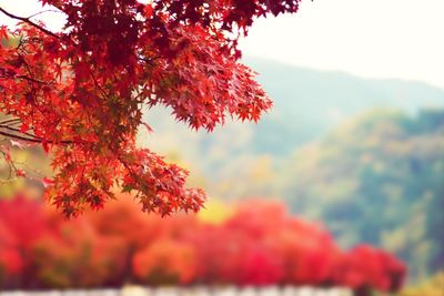 Close-up of red maple leaves on tree during autumn