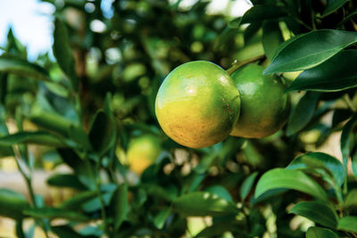 Close-up of fruits on tree