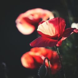 Close-up of red flowers