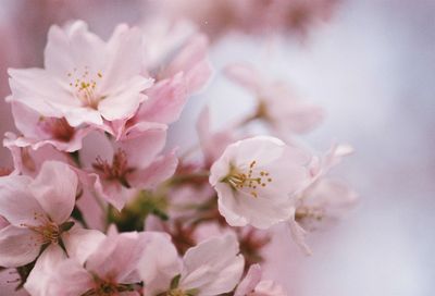 Close-up of fresh white flowers blooming on tree