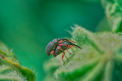 Close-up of insect on leaf