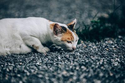 Cat resting on road