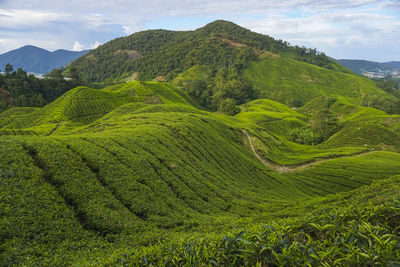 Scenic view of green landscape against sky