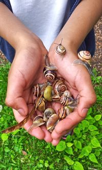 Close-up of snails on girl hands