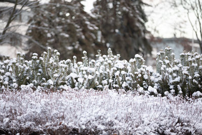 Snow-covered and frozen plants in the winter morning.